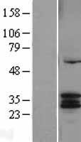 CYC1 Human Over-expression Lysates NM_001916