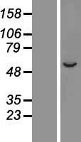 ls001549 cyp2a7 human over expression lysates nm 030589 wb testing 2