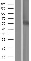 ls001551 cyp3a7 human over expression lysates nm 000765 wb testing 1