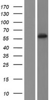 Cytochrome p450 2C19 (CYP2C19) Human Over-expression Lysates NM_000769