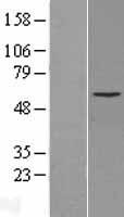 Cytochrome P450 2C8 (CYP2C8) Human Over-expression Lysates NM_000770