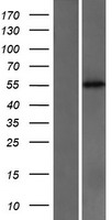 ls001562 cyp2c18 human over expression lysates nm 000772 wb testing 1