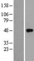 ls001573 cytochrome p450 2j2 cyp2j2 human over expression lysates nm 000775 wb testing 1