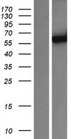 Cytochrome P450 3A4 (CYP3A4) Human Over-expression Lysates NM_017460