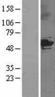 Cytochrome P450 3A5 (CYP3A5) Human Over-expression Lysates NM_000777