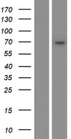 ls001580 cyp4b1 human over expression lysates nm 000779 wb testing 1