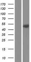 CD55 Human Over-expression Lysates NM_001114752
