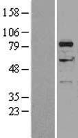 ls001606 dgka human over expression lysates nm 001345 wb testing 4