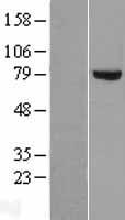 ls001606 dgka human over expression lysates nm 201444 wb testing 2