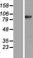 DGKG Human Over-expression Lysates NM_001080745