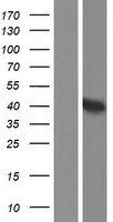 D Amino Acid Oxidase (DAO) Human Over-expression Lysates NM_001917