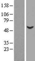 DARS1 Human Over-expression Lysates NM_001349