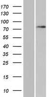 ls001616 daxx human over expression lysates nm 001141970 wb testing 3