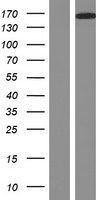 DCC Human Over-expression Lysates NM_005215