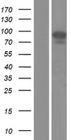 ls001636 angiotensin converting enzyme 1 ace human over expression lysates nm 001178057 wb testing 1