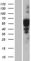 ls001641 doublecortin dcx human over expression lysates nm 000555 wb testing 1