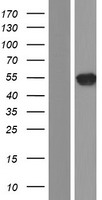 ls001641 doublecortin dcx human over expression lysates nm 001195553 wb testing 5