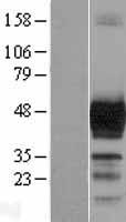 ls001641 doublecortin dcx human over expression lysates nm 178151 wb testing 4