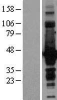 ls001641 doublecortin dcx human over expression lysates nm 178152 wb testing 2