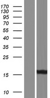 AKR1C2 Human Over-expression Lysates NM_001135241