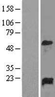 GADD45A Human Over-expression Lysates NM_001924