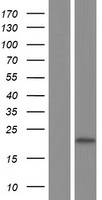 ls001649 ddit3 human over expression lysates nm 001195053 wb testing 1