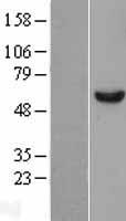 ls001656 ddx6 human over expression lysates nm 004397 wb testing 1