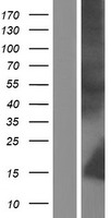 Neutrophil defensin 4 (DEFA4) Human Over-expression Lysates NM_001925