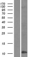 BD2 (DEFB4A) Human Over-expression Lysates NM_004942
