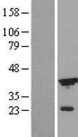 ls001676 icad dffa human over expression lysates nm 004401 wb testing 1