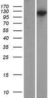 ls001740 psd93 dlg2 human over expression lysates nm 001142699 wb testing 1