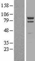 PSD95 (DLG4) Human Over-expression Lysates NM_001365