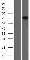 ls001756 dystrophin dmd human over expression lysates nm 004018 wb testing 3