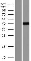 ls001756 dystrophin dmd human over expression lysates nm 004019 wb testing 2