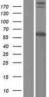Dystrophia myotonica protein kinase (DMPK) Human Over-expression Lysates NM_001081560