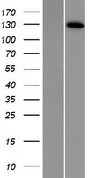 DNA2 Human Over-expression Lysates NM_001080449