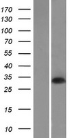 ls001775 dnase1l2 human over expression lysates nm 001374 wb testing 1