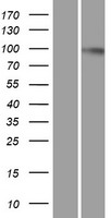 Dynamin 2 (DNM2) Human Over-expression Lysates NM_004945