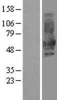 ls001796 dok1 human over expression lysates nm 001381 wb testing 1