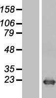 DR1 Human Over-expression Lysates NM_001938