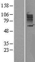 SLC26A3 Human Over-expression Lysates NM_000111