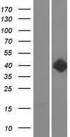Dopamine D2 Receptor (DRD2) Human Over-expression Lysates NM_016574