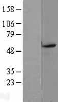 Dopamine Receptor D5 (DRD5) Human Over-expression Lysates NM_000798
