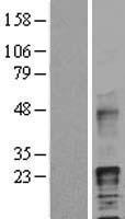 ls001839 hb egf hbegf human over expression lysates nm 001945 wb testing 1