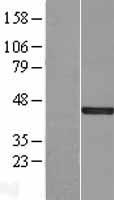 DUSP5 Human Over-expression Lysates NM_004419