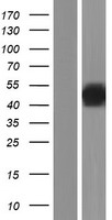 DUSP7 Human Over-expression Lysates NM_001947