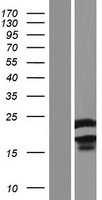 ls001854 dut human over expression lysates nm 001025249 wb testing 2