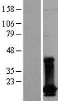 ls001854 dut human over expression lysates nm 001948 wb testing 1