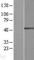 ls001869 e2f1 human over expression lysates nm 005225 wb testing 1