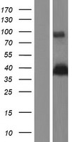 E2F5 Human Over-expression Lysates NM_001083588